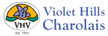Violet Hills Charolais Logo